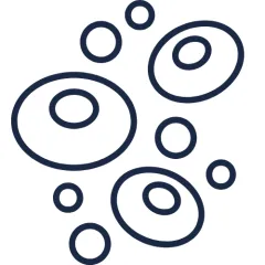 Cell Diversity